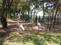 Twee kranige kraanvogels